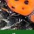 Red Palm Weevil Rhynchophorus Ferrugineus Egg Laying On Coconut Insect Pests Of Coconut