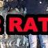 512 Rats In ONE Shed