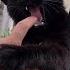 Angry Black Cat Biting My Finger