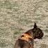 Americanbully Germanshepherd Pet Frenchie Dog Subscribe Like Shorts Youtube Puppy K9 Yt