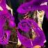 Purplemusic111 X Young Gwala GARMI Purplemusic Gwala Bangernepalihiphop
