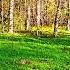 Birds Sounds Soothing Birdsong Gentle Forest Voices To Relax Relaxing Nature Sounds
