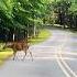 The Deer Street Deer