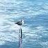 Lonely Seagull Observing The Beach And The Luna Park Shorts Birds