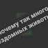 почему так много бездомных животных