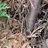 Emerald Green Arborvitae Turning Brown Inside Getting Out The Dead Needles