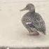 That S A Good Duck