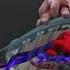 CPR In Action A 3D Look Inside The Body