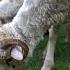 Fluffy Facts Angora Goats Are Nature S Cuddle Buddies Shorts Youtubeshorts
