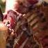 Juicy Lamb Meat Cooked On Campfire GEORGY KAVKAZ