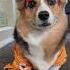 Corgis And Cat Team Up Dogs Cats Shorts