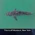 New Drone Video Shows A Great White Shark Spotted Off Long Island