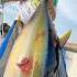 Fighting Landing A 15 Kg Tuna Yellowfintuna Yft Bigfish