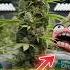 GROWING 1LB Of OBAMA KUSH In ORGANICS PART 1