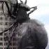 Monster Spider Mega Spider Big Ass Spider Hollywood Shorts