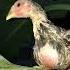 Bertengger Di Dahan Pisang Ayam Ayamberkualitas Ayamaduanindonesia Chicken Youtubeshorts Fyp