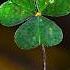 Macro Hacks Tiny Nature Set Macrophotographyideas