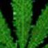 Legalize It Hits From The Bong Cypress Hill