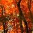 If This Tree Could Talk By Todd Burge