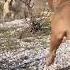 Pitbull VS Kangal Real Fight Ll Who Wins Youtubeshorts Viral Shorts Daku