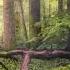 Дождь лес пение птиц Поющие птицы в дождливый день A Forest Filled With Sounds Of Nature HD 4K
