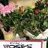 Flowers Garden Gardening Music Youtubeshorts Shorts Short Shortvideo Song Shortsviral