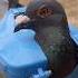Kalapatai Treatment Birds Kabutar Pigeon Kalapati