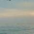 Beautiful Swans Flying Over The Ocean Swan Blessed Wonders Swans