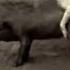 DOG MATE WITH PIG Shorts