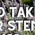 Where To Take English Lavender Stem Cuttings Shorts