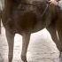 Что за красавчик Horse малыш жеребëнок лошадки Арабская лошадь