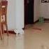 Mission Impossible Cats Cat Missionimpossible