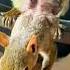 Squirrel With Deformed Body Came To Man For Help Then Shocking Thing Happened