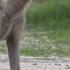 Hyena The Laughing Hunter