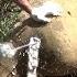 Huge Angry Bull Suffering With An Abscess Popped In The Leg Gently Treated By The Brave Officers