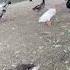 Spotted Ducks In The Park Of Montbiliard France
