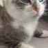Зарядка Cat красиваякошка Cats Cute моякошка кошка