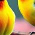 Relaxing Music With Birds Singing Beautiful Piano Music Guitar Music By Soothing Relaxation