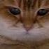 Hosico Cat And Bug