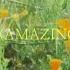 SIN SEAL AMAZING GRACE COUCH WORSHIP Cover