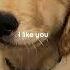 Me Gustas Tu