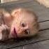 Cute Babymonkey