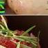 香草迷迭香Rosemary的8大用途 8 Ways To Use Rosemary