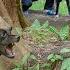 How Did The Smart Dog Help Ly Thi Hoa Hunt A Giant Bamboo Rat In The Cave