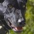 MY DOG SAVED MY LIFE SHOCKING BATTLE BELGIAN MALINOIS VS MOUNTAIN LION