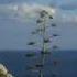 Vangelis Song Of The Seas