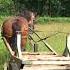 Varens Kneuzen Met Trekpaard Shorts Drafthorse Immaterieelerfgoed Bracken Ecology Forestry