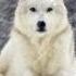 White Fang Audiobook By Jack London
