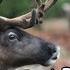 Reindeer Learn Facts About Reindeer