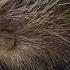 Cape Porcupine